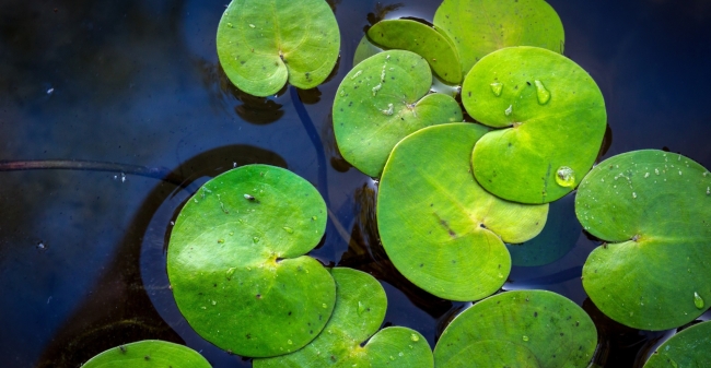 De strategie van het bekrachtigen deel 2 kleiner